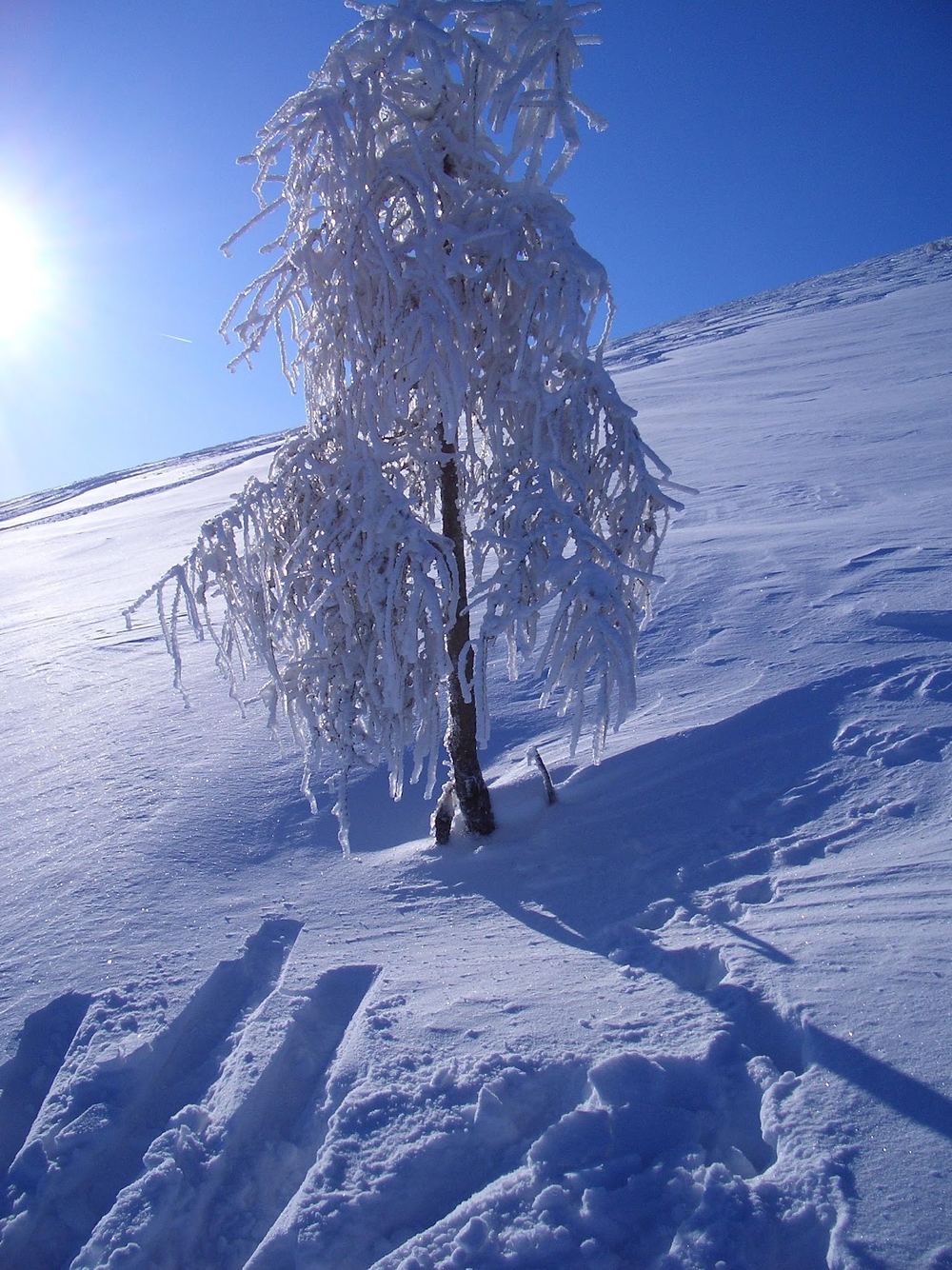 Baum-Impression