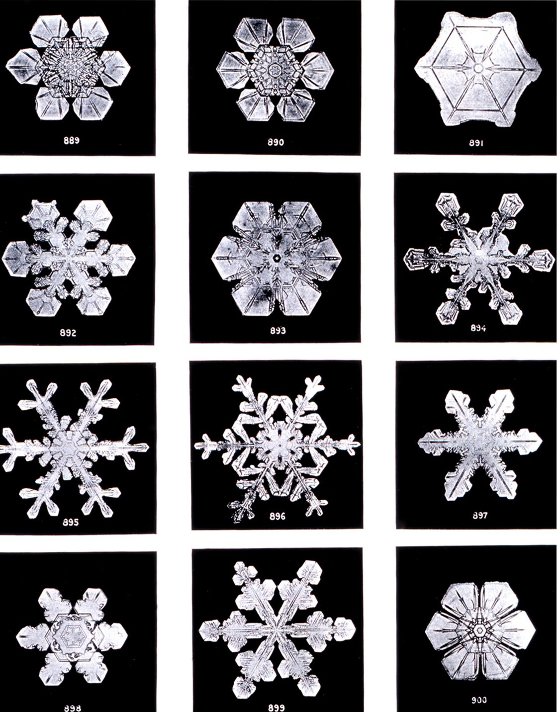 Zwölf Schneekristalle in einem Raster, jeder einzeln vor schwarzem Hintergrund fotografiert und durchnummeriert